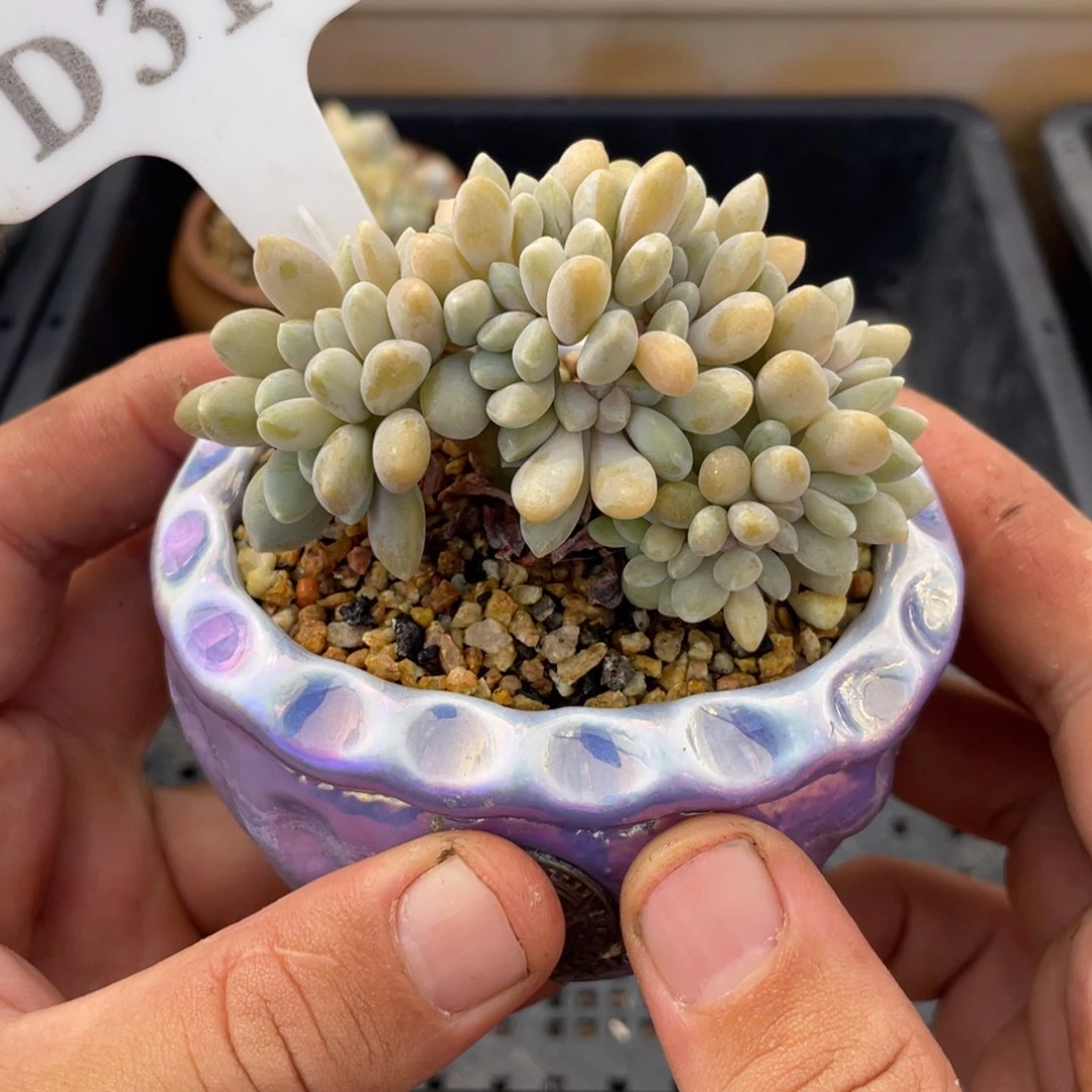 319醉美人缀不带盆8厘米