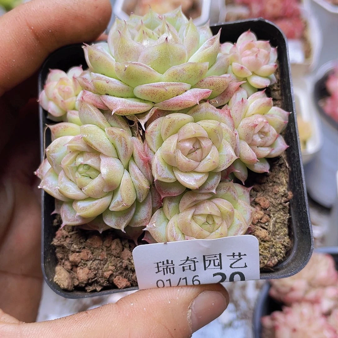 000000000000020量拍