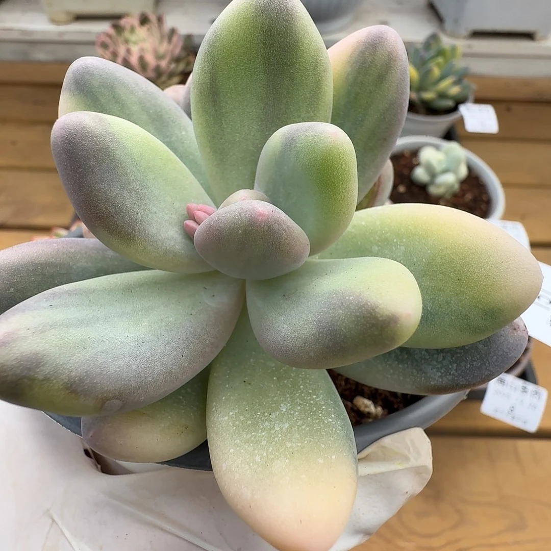 黄金大叶奶111226-151