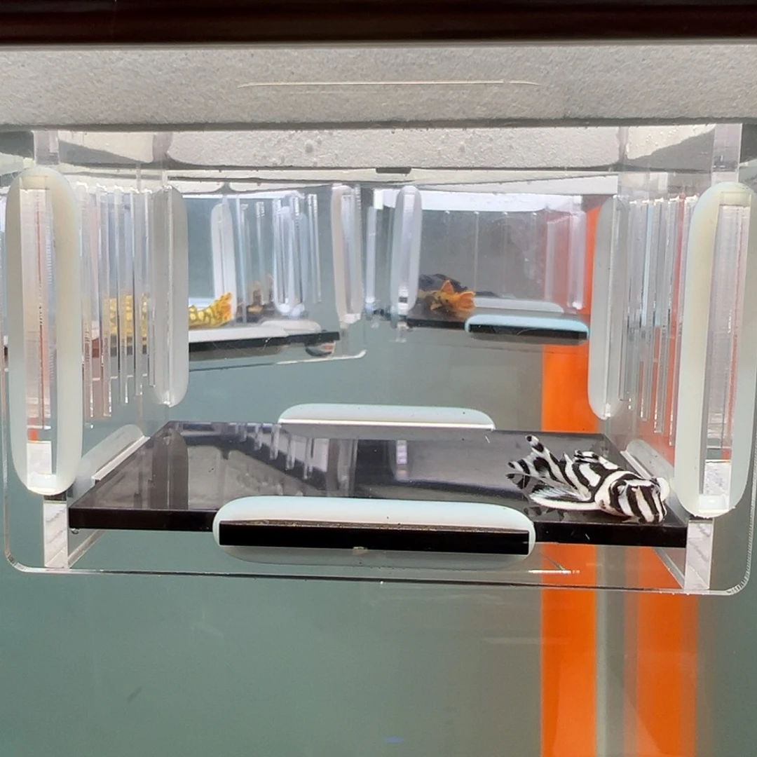 清道夫录完整开箱视频、入缸不包损3.9