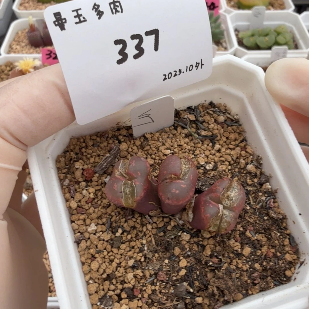 D***.多肉多肉多肉10-337
