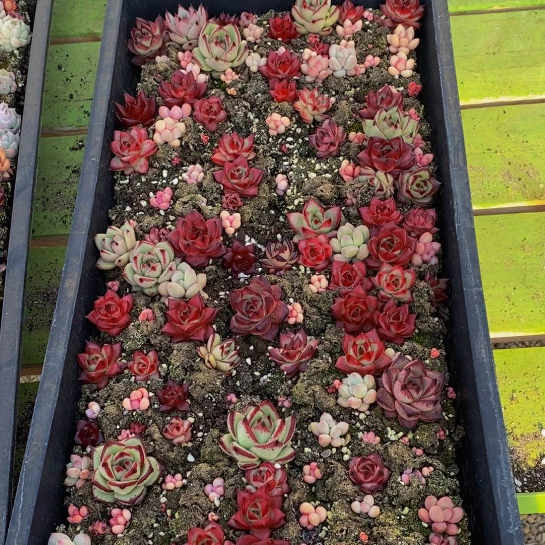 088的人和我一起看电影