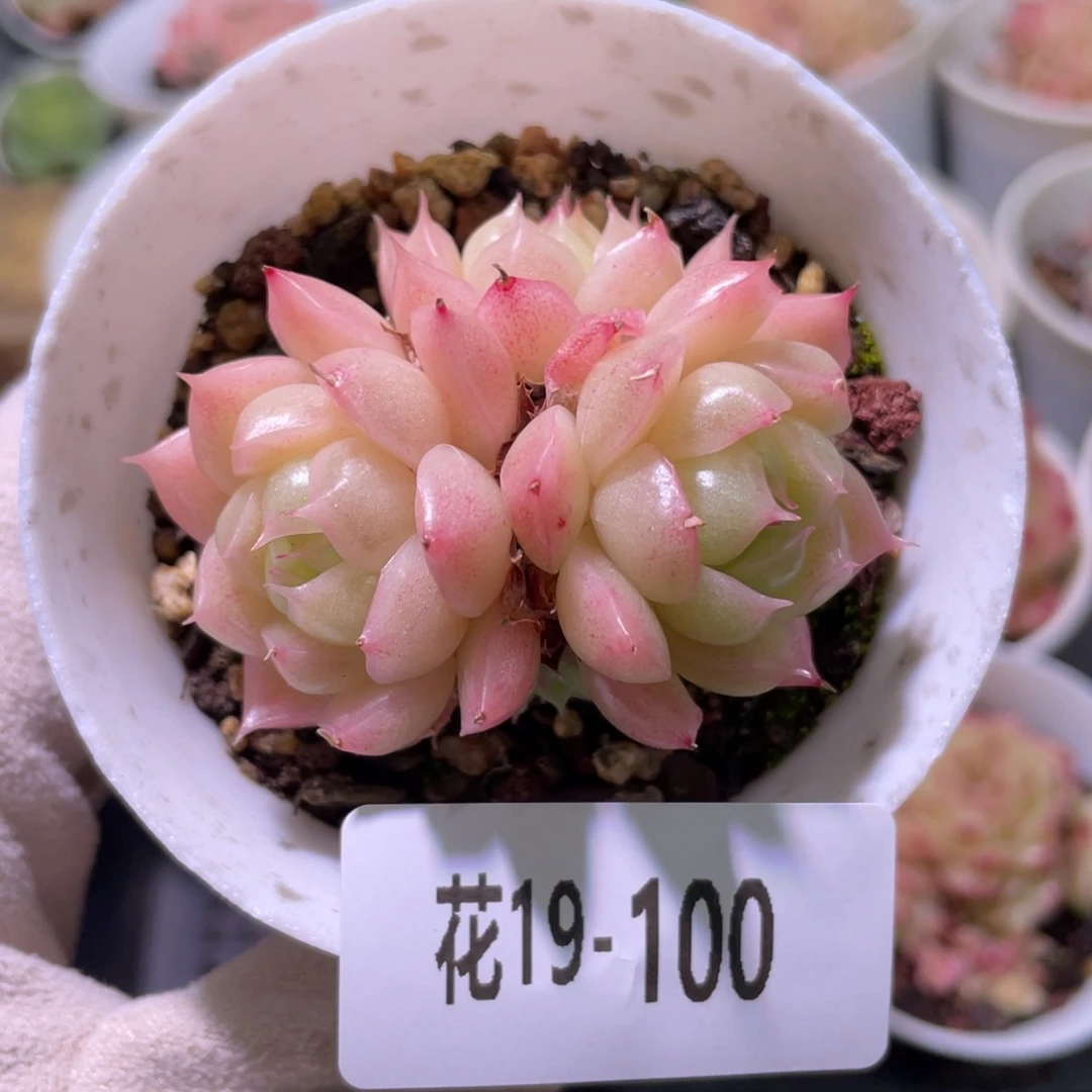 花利美19-100麦秆群