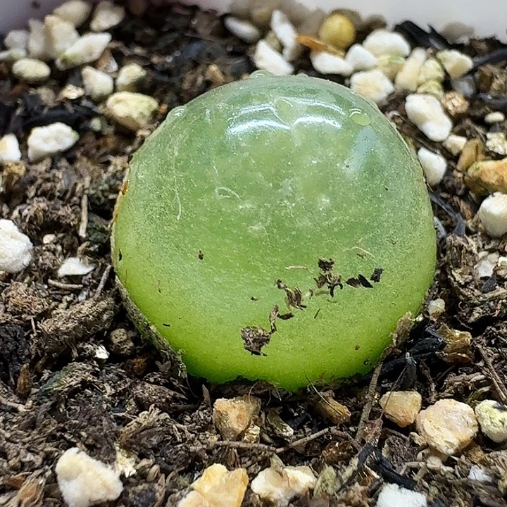 老马生石花2灯泡2711