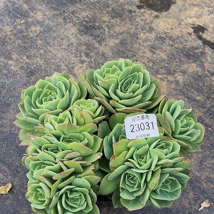 饭****多桃坞群23031