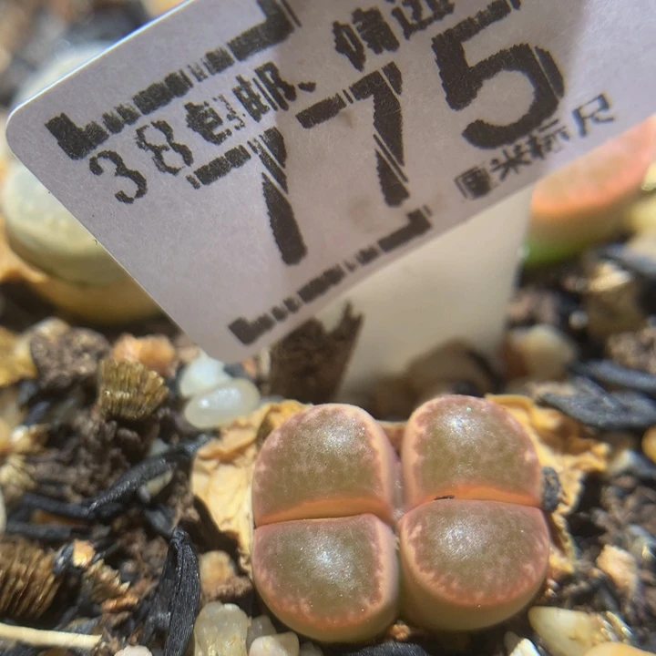 zzzz zzz好喜欢775