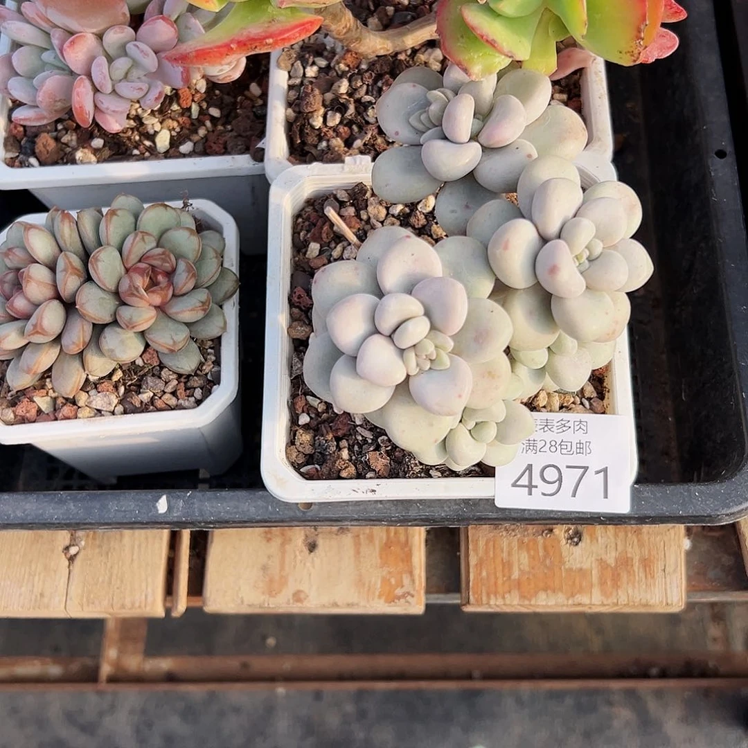 9号海**欧我们的确是一4971