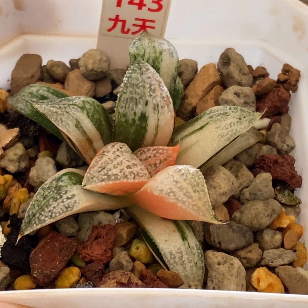 143号特选青蟹锦多肉植物