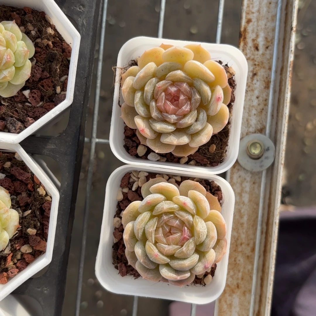 两颗优选白恋一物一拍