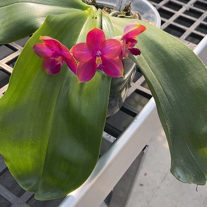 完全开放5寸杯林登熊后交贝丽娜