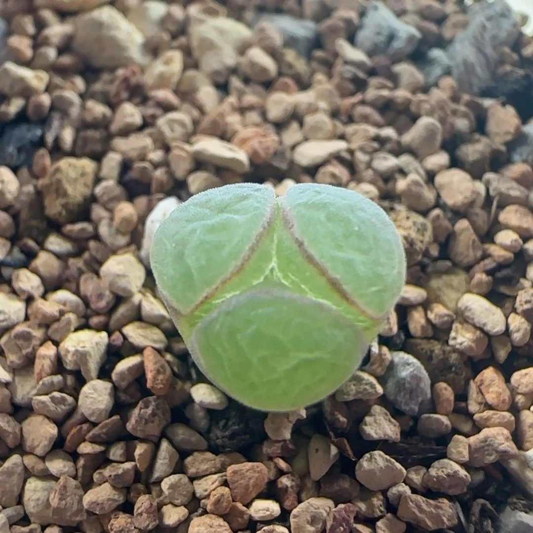 1581/y400极窗奔奔/