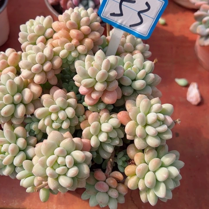 完全开放53洛可可平平安安健健康康