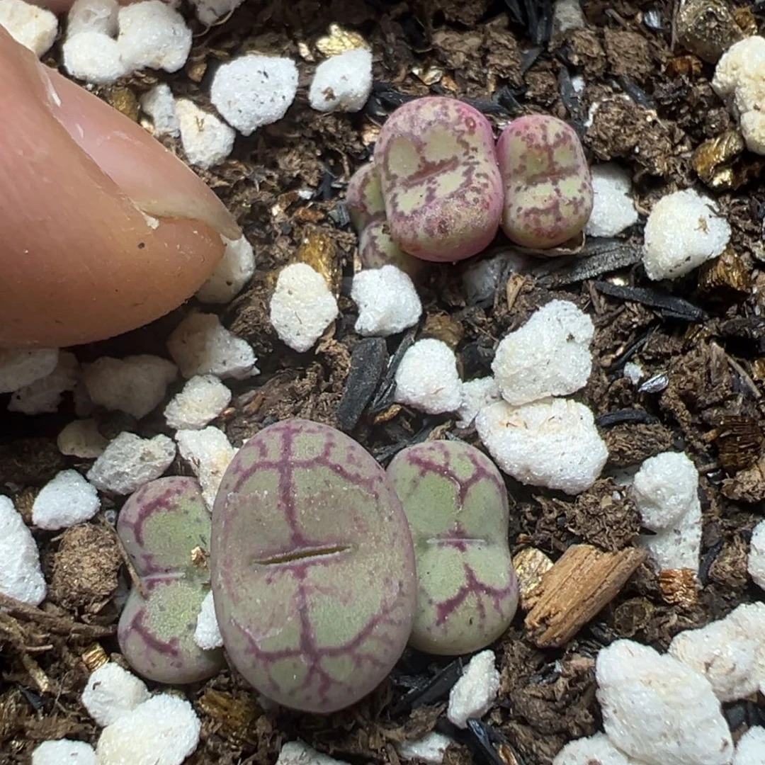 【闪购商品】 945。