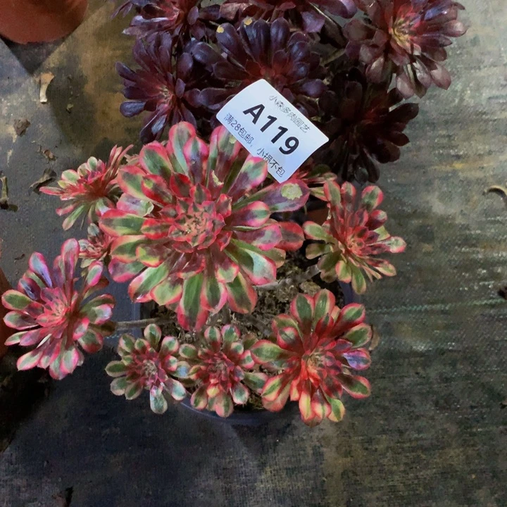 虎**威黑天使。黑铜白119