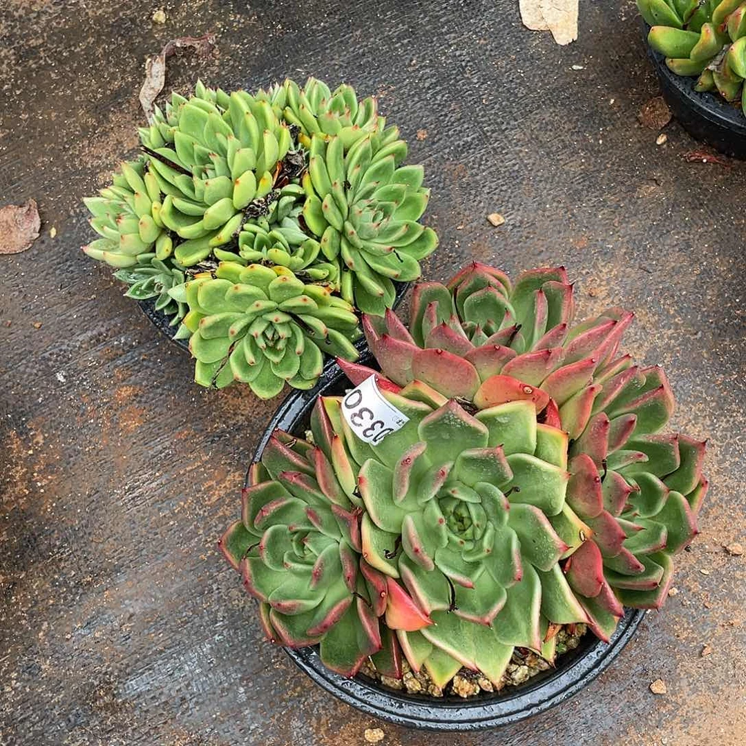 若如东云组拍D330