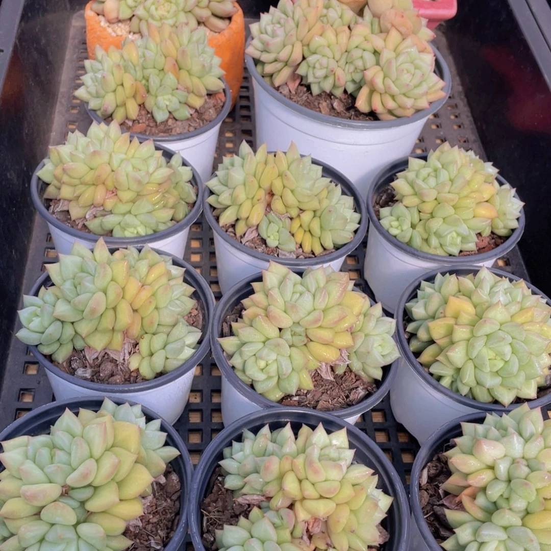 量拍41号 黄金象牙大群生一个