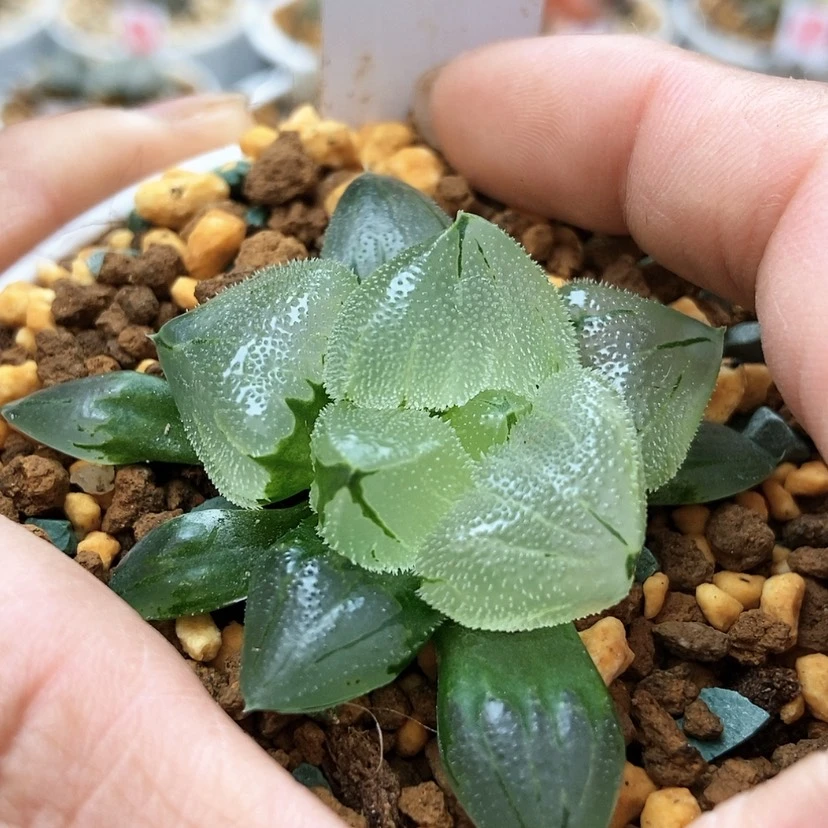 【闪购商品】冰鸾玉62