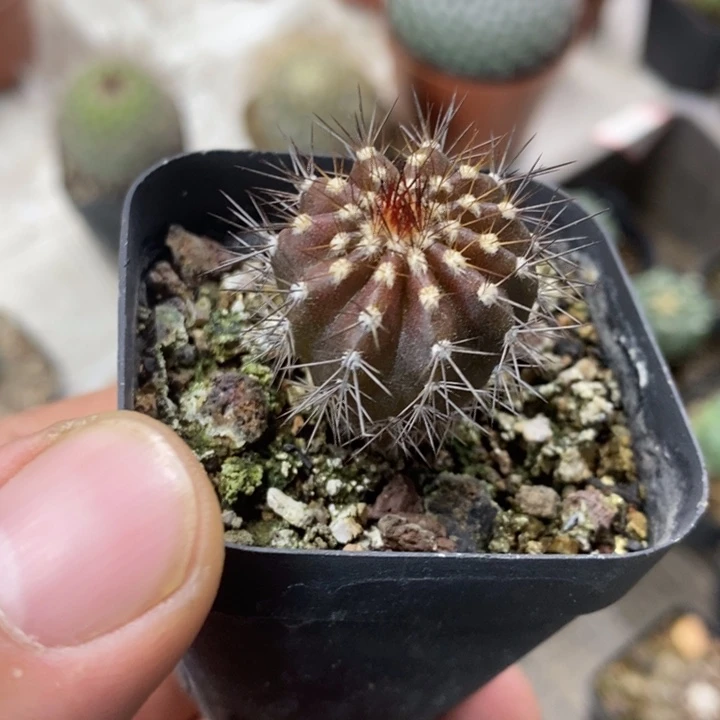 实生紫皮尤博球特价