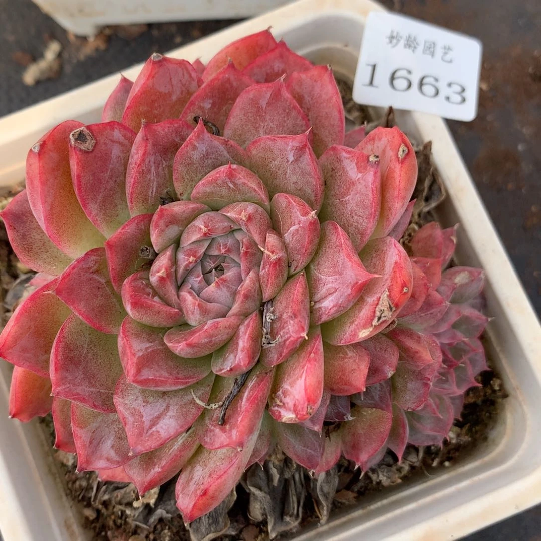 1663有叶伤杂交多肉植物