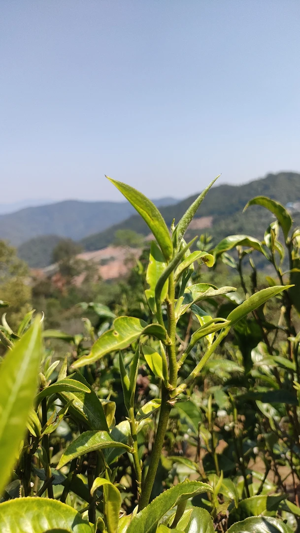 黄草林生茶2025头春头采150克