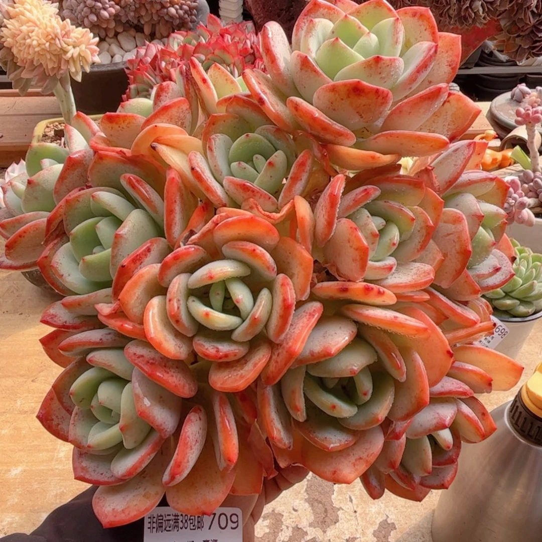 709白月光德华多肉