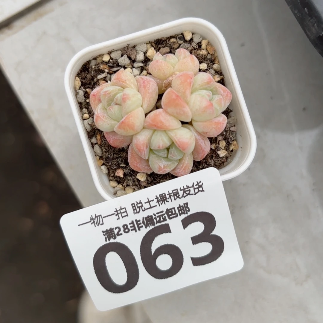 冰玉老桩无盆土发货