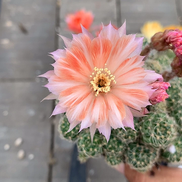 131 侧芽自根丽花6厘米盆