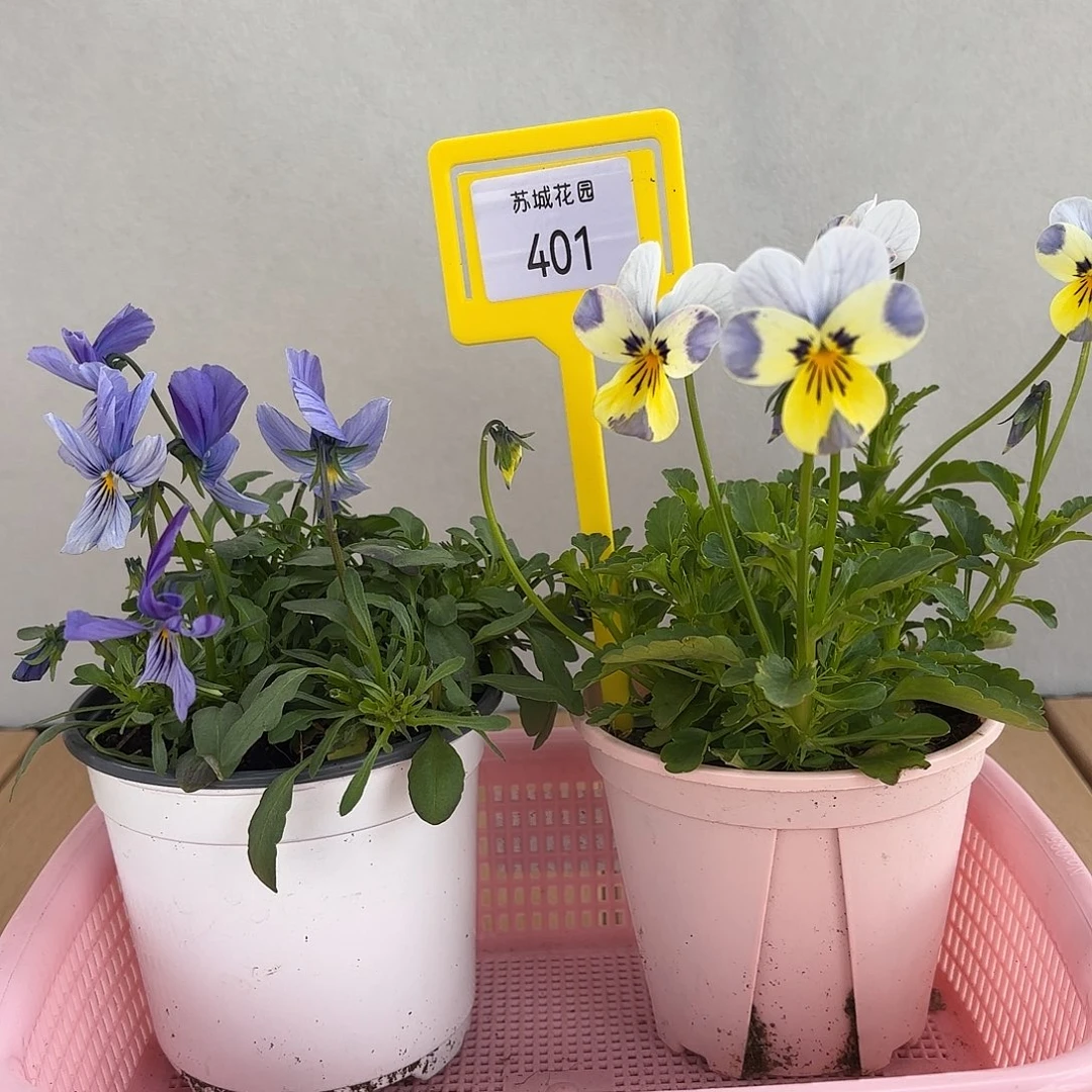 大部分开放少量花苞401