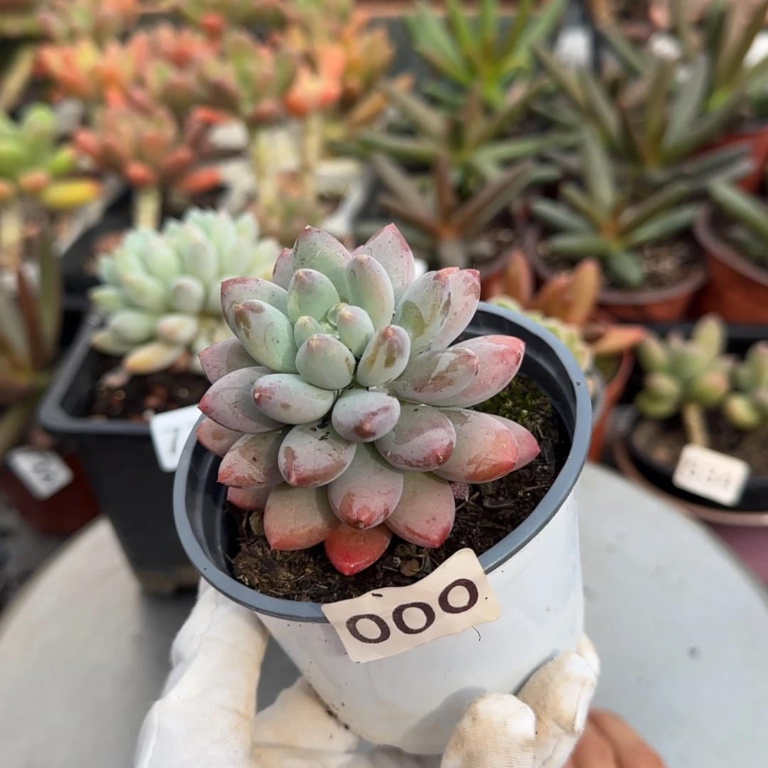 000号一物一拍一物一拍一物一拍