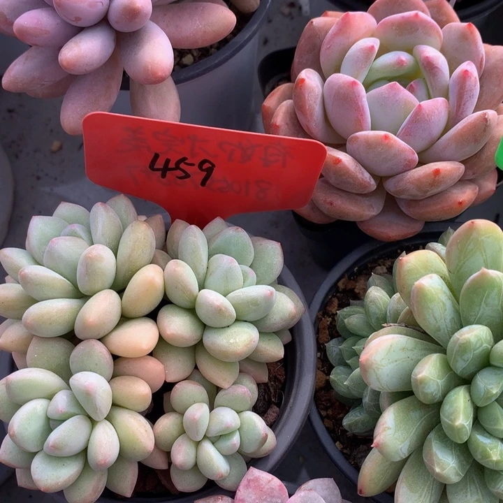 多日子合集72737373737