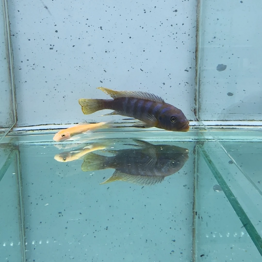 Z***N海水伊孔贝费恩419。