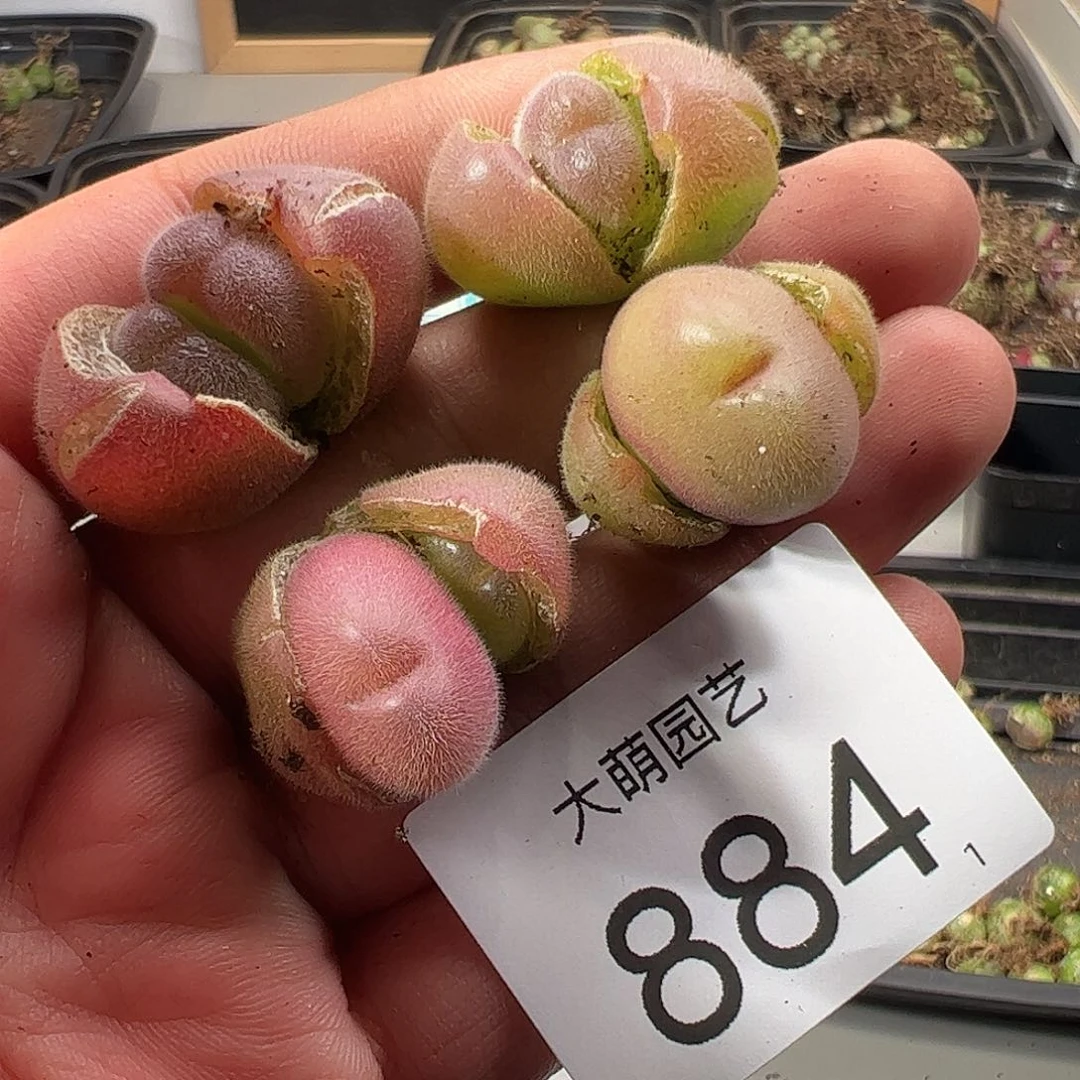 0000884 一物一拍……