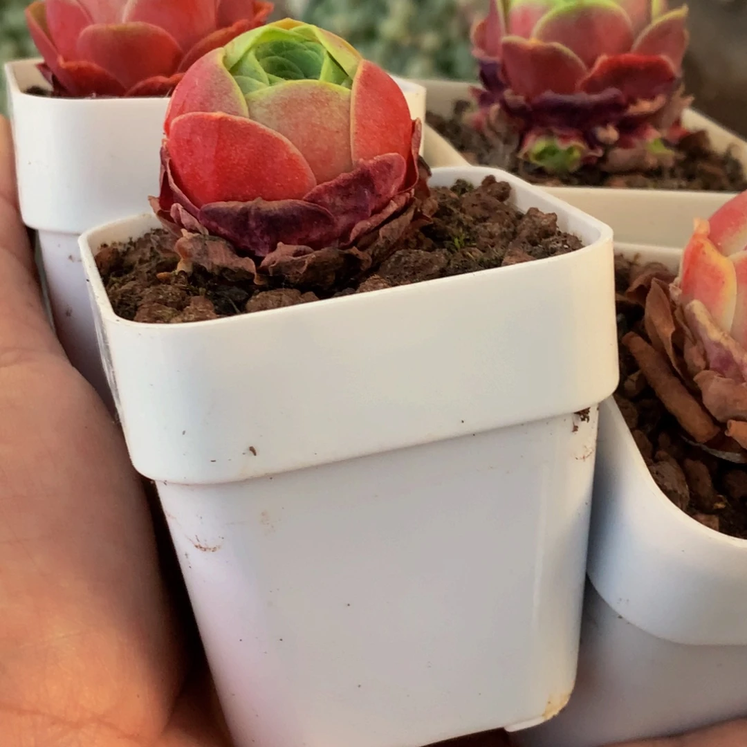 红丝绒。（满9.99包邮不满9.99发叶子）