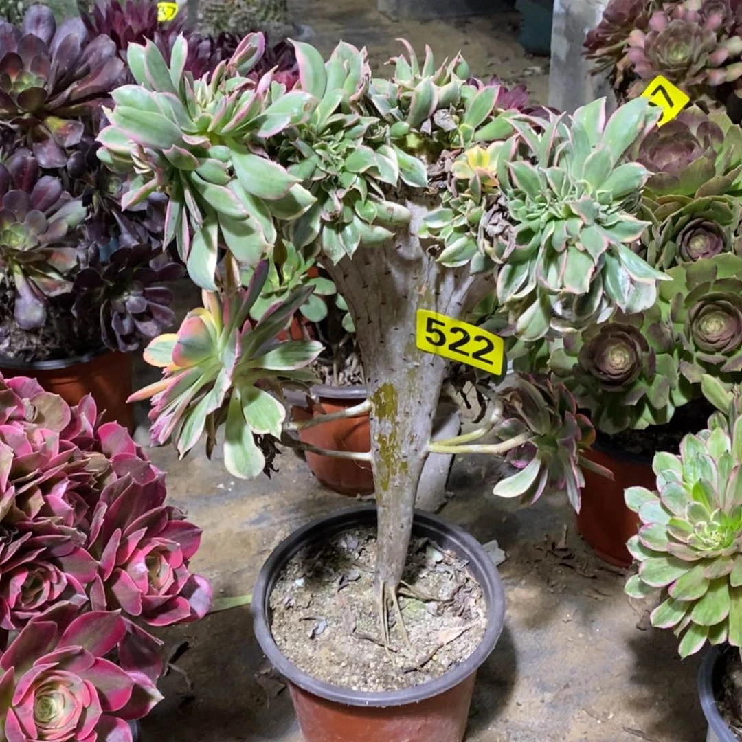 灿烂缀多肉法师522