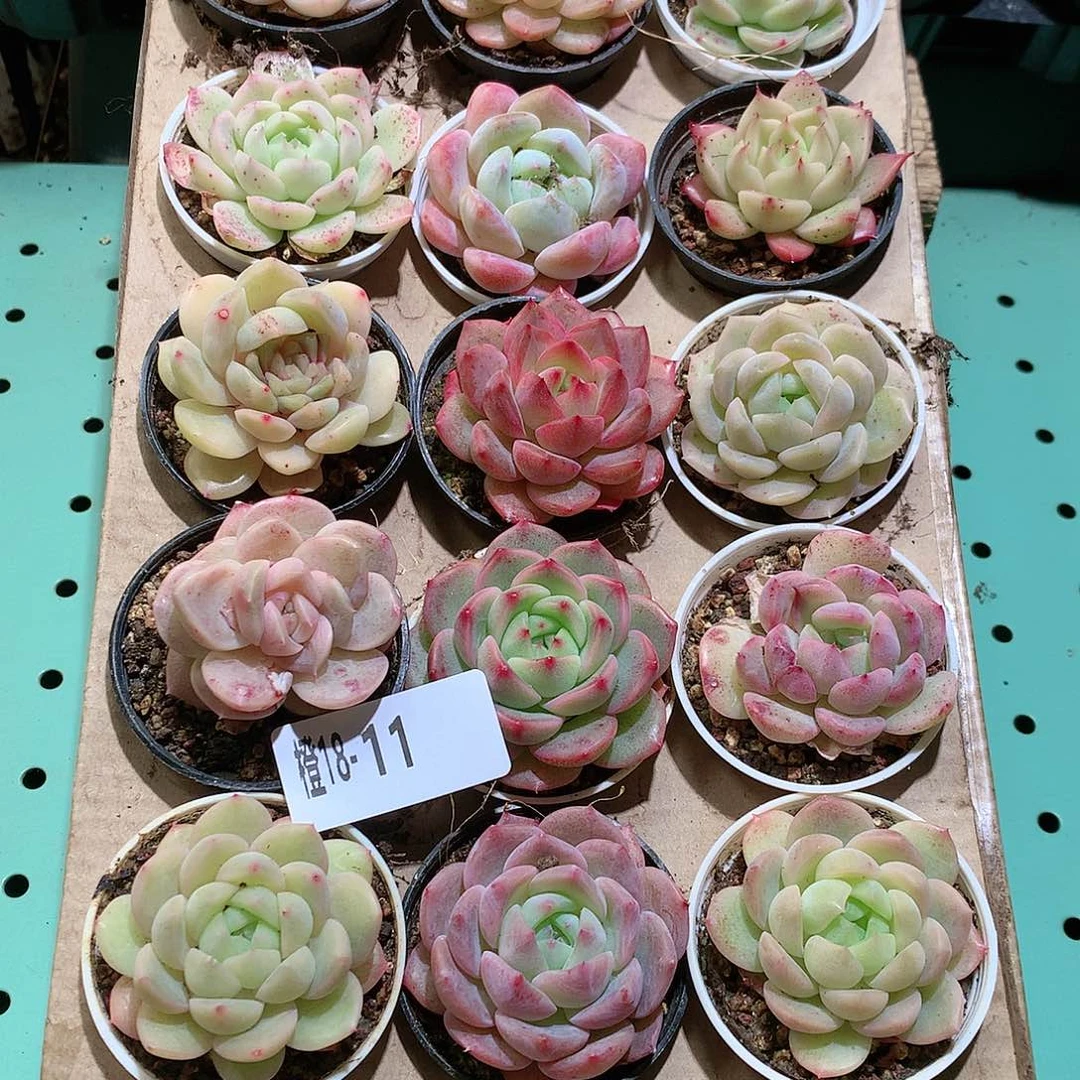 18-11一物一拍带盆18颗。