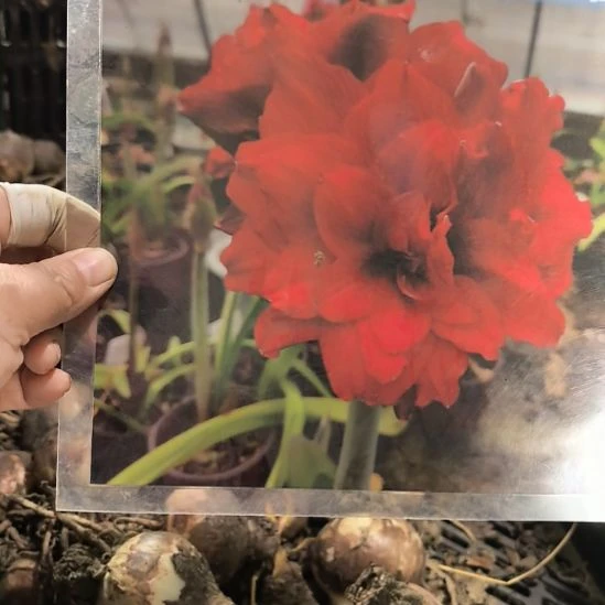 当前无花栽培后可以开花双重喜庆5厘米裸根球