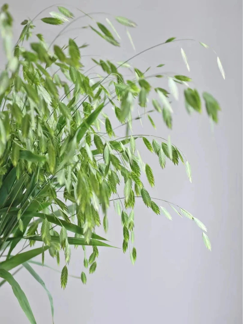 小盼草       批发花店   摆地摊云南基地直发