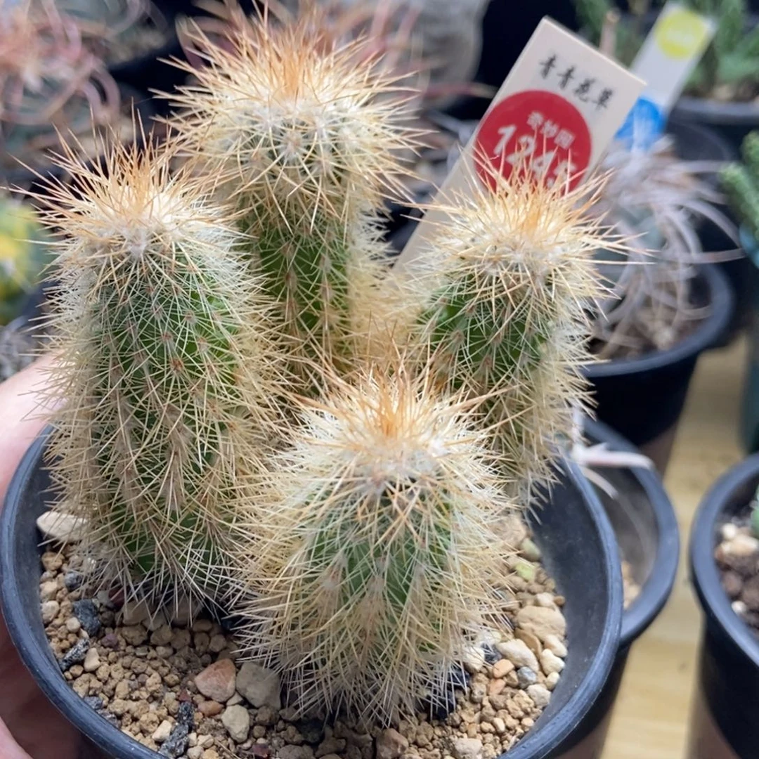 实生四头虾群一颗仙人球