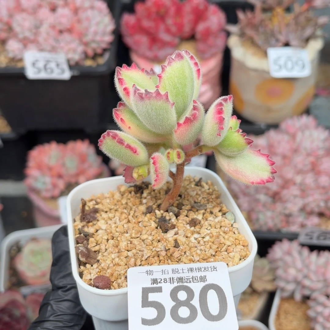 白熊会掉叶无盆土发货