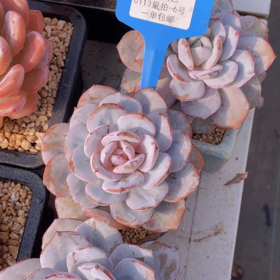 0113-6-韩版母本奶茶大单头一颗