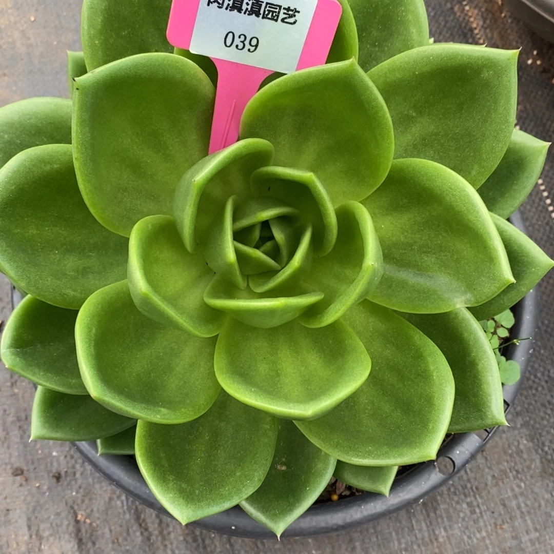 x039-多肉植物 翠花带锦