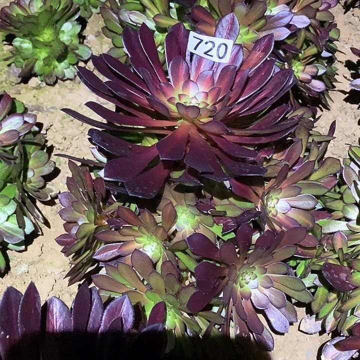 多肉植物法师720黑铜壶中班