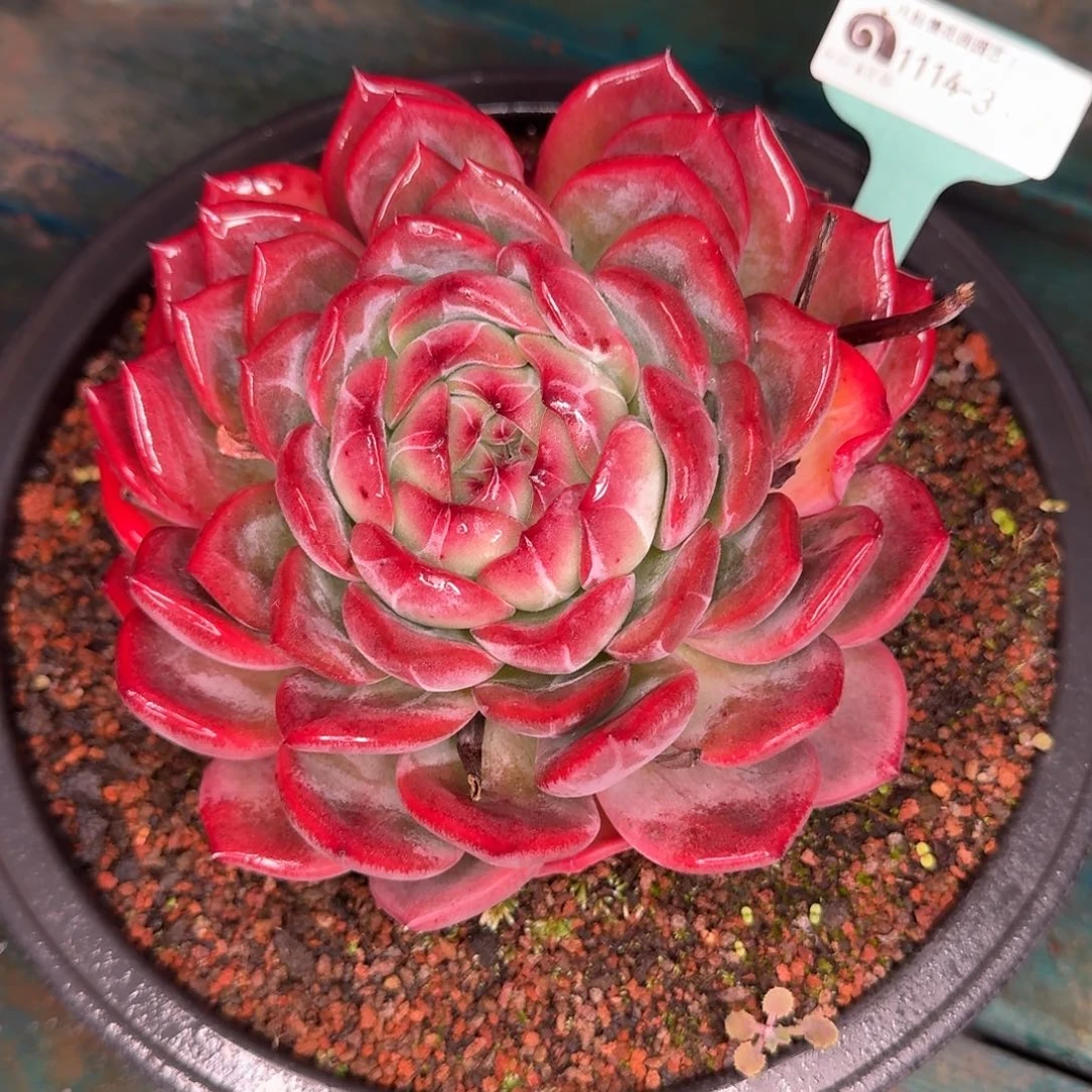 从前慢花园多肉编号1114-33