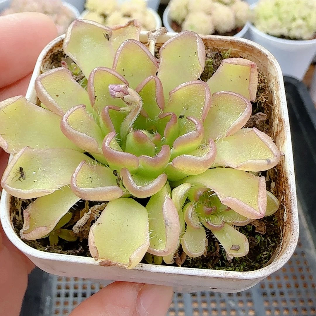 1224-1（近藤）优选多肉