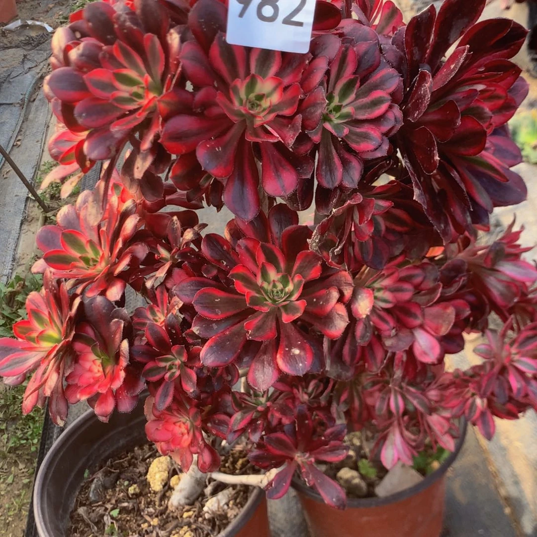 982特价组合多肉植物