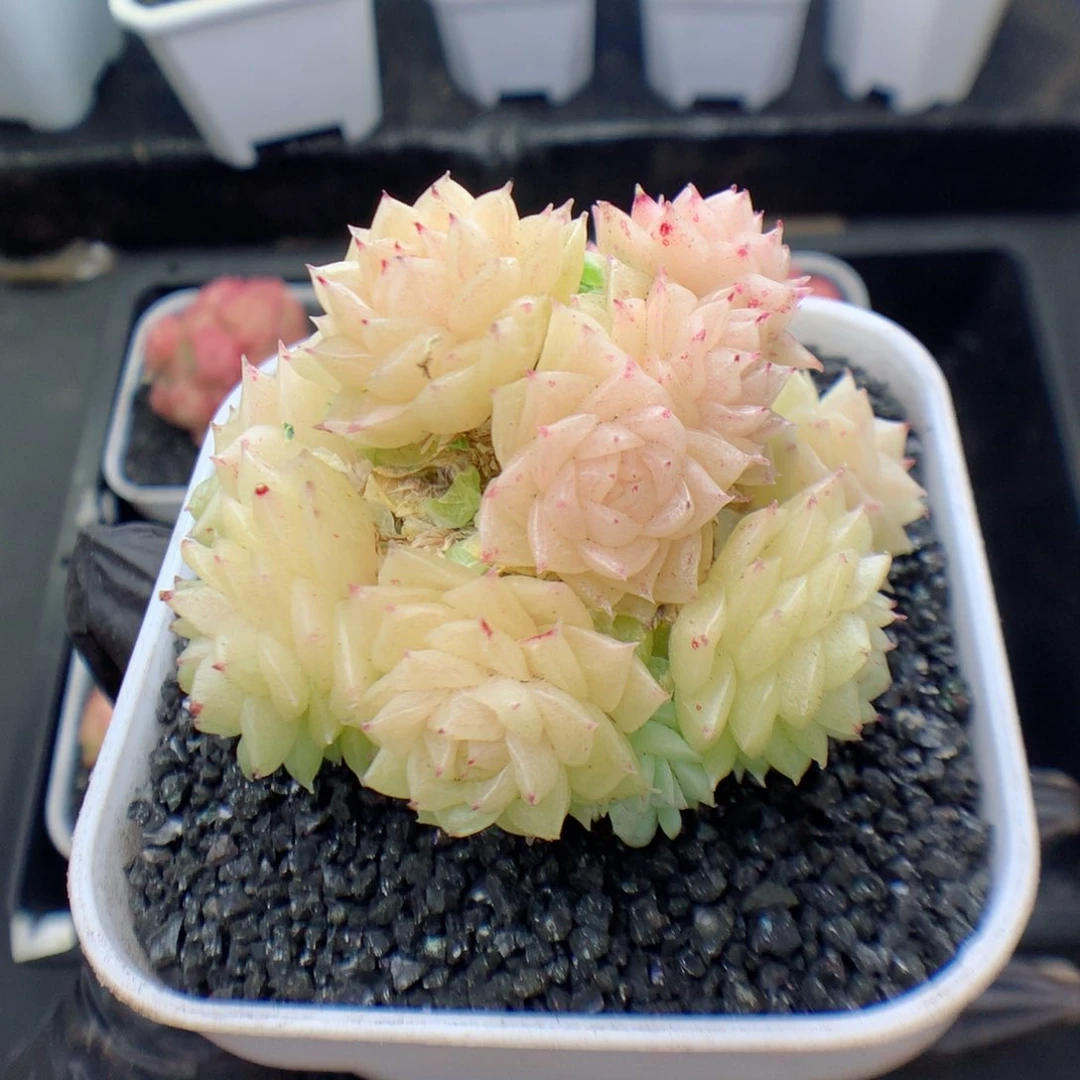 多肉植物。 麦秆32