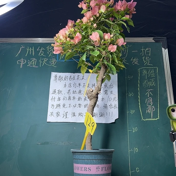 当前无花栽培后可以开花 85cm橙白橙粉 原生桩 129