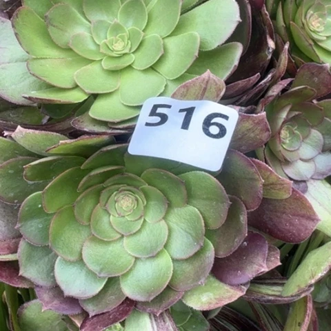 小****y法师墨染17-46