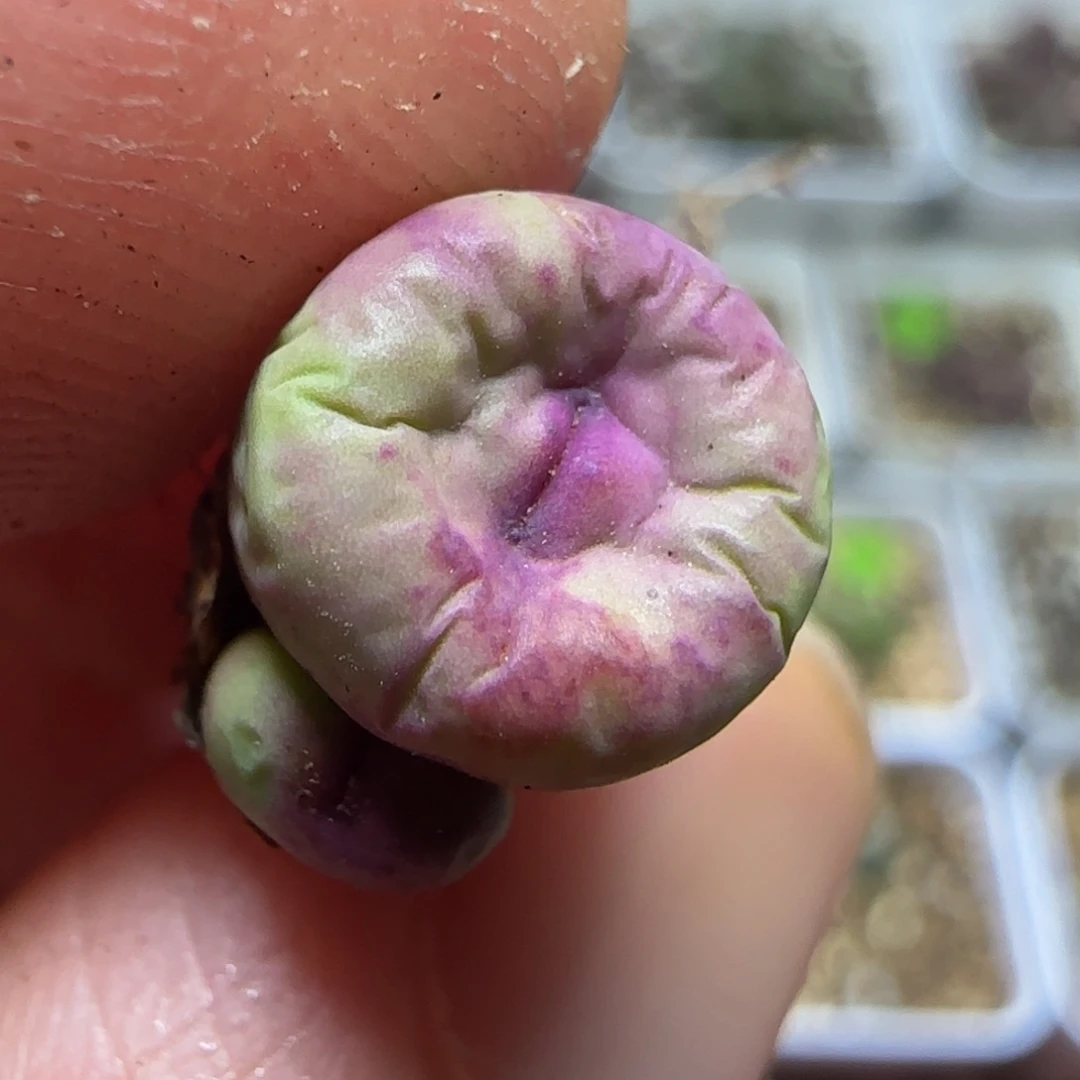 嘟嘟嘴多肉植物422