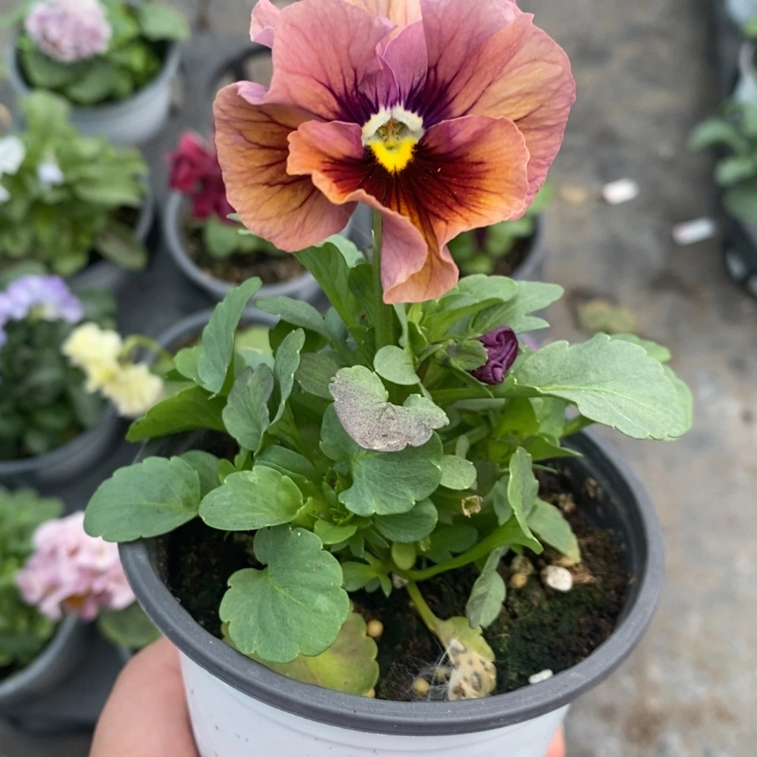 完全开放0030号不售后